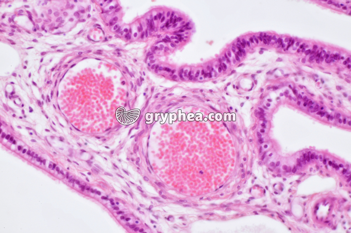 Veinules Trompe de Fallope x100 - gryphea.com